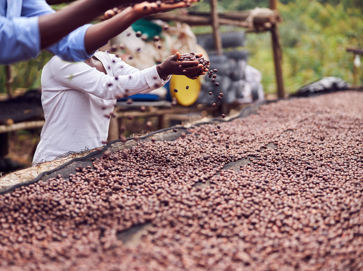 Sustainable Coffee: From Farm to Cup